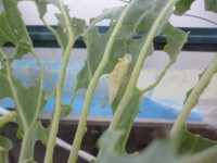 P1100951